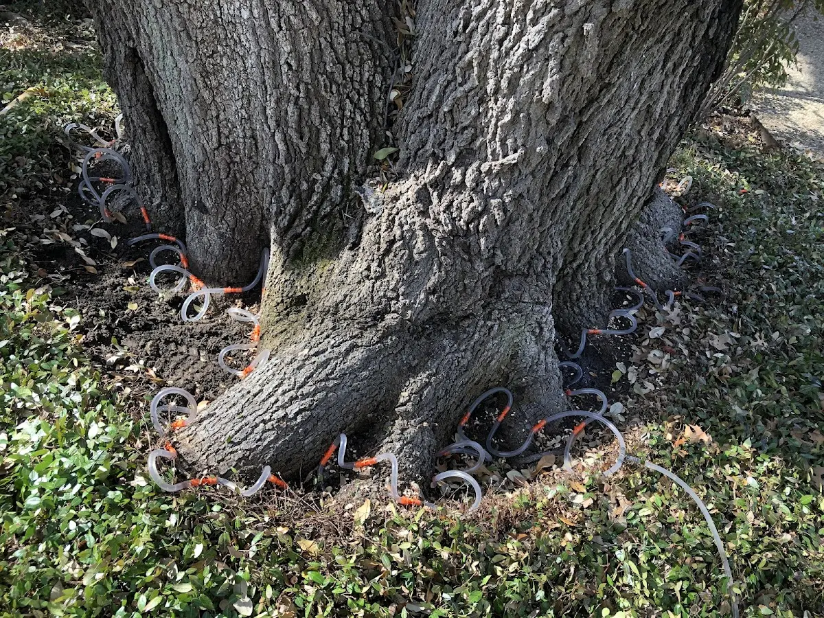 Detailed Tree Cabling and Bracing job site in Horton